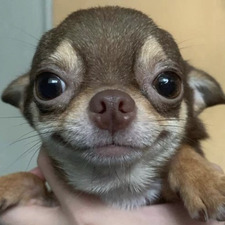mystichu