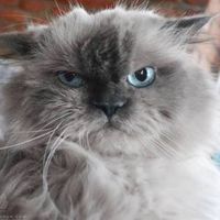 Алексей Викторов