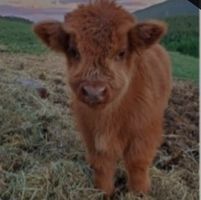 Никол Тодорова