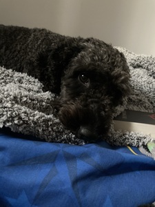 Sofia (taylor’s version)