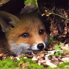 VentureFox