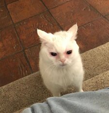 Mim 