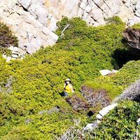 Νεκταρία Πρασίνου