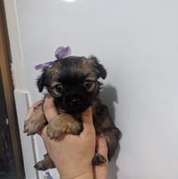 Чеснокова Елена