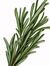 Rosemary