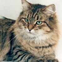 Инга Зубенко