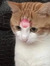 sushiicab