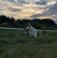 Axelle