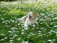 Clover