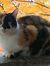 Lucie W...