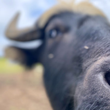 Queen Singular Bicep 🦾💎🦾