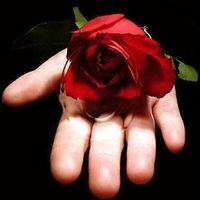 النورس الأسطورة