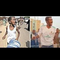 تينة الشريف