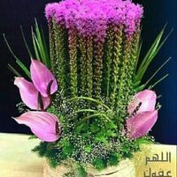 محمد النجار