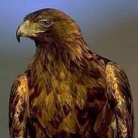 فاضل ابو عبدالله