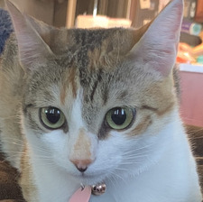 Jada