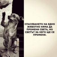 Даниел Илиев