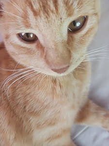Emy