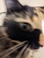 callie