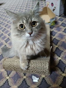 Alia