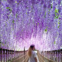 დიანა ჩემინავა