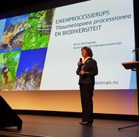 Eikenprocessie Vlinder