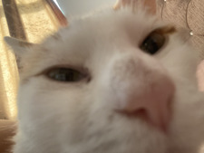 misha