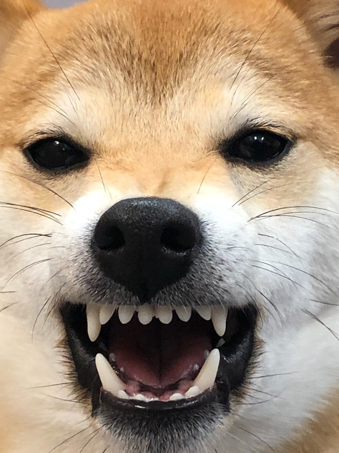 Goodreads profile picture for @jackal