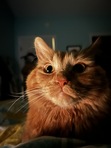 Lydia