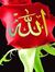 وليد ود...