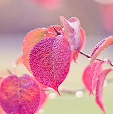 Pink Leaf