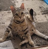 Danielle Stronach