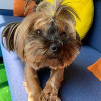 Рейчи Рейчъл