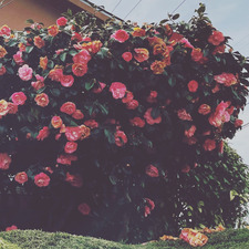 Andreana Karabotsios