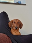 Ella