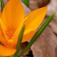 Мария Делинова