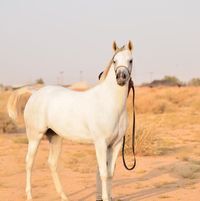 خالد القحطاني