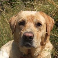 Албена Павлова