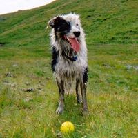 Dave Hughes