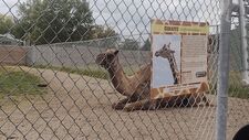 OhioanGiraffe