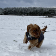 Chase