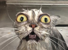 Girl Who Needs A Bigger Bookshelf