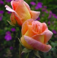 Rose Peterson