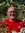Bob Feurer