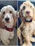 Nicolle...