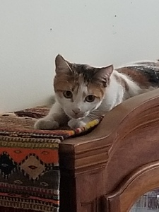 Sophie