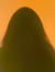 Richa