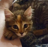 Nikki Davidson-Thomas