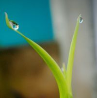 Inggit Ummu Nayottama