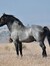 Roan